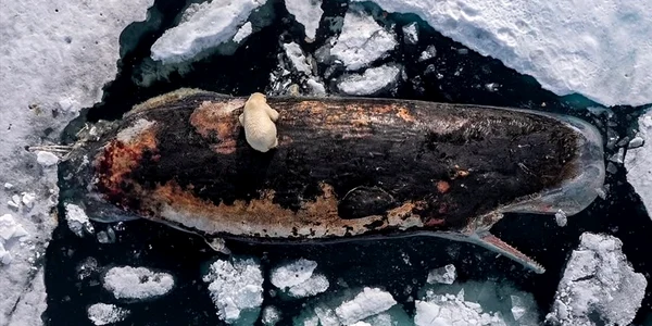 un urs polar surprins hrănindu se dintr un cașalot în Arctica fotoRoie Galitz jpg