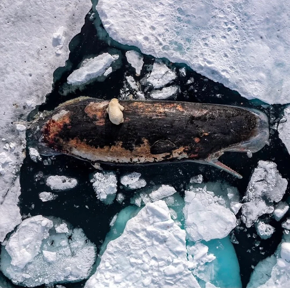 Imagini rare în Arctica: un fotograf a surprins momentul în care un urs polar mânca dintr-o balenă