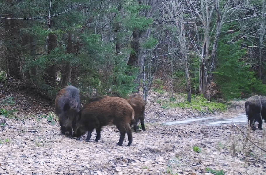 Mistreți surprinși în timp ce se hârjonesc într-o pădure din Parcul Natural Apuseni VIDEO