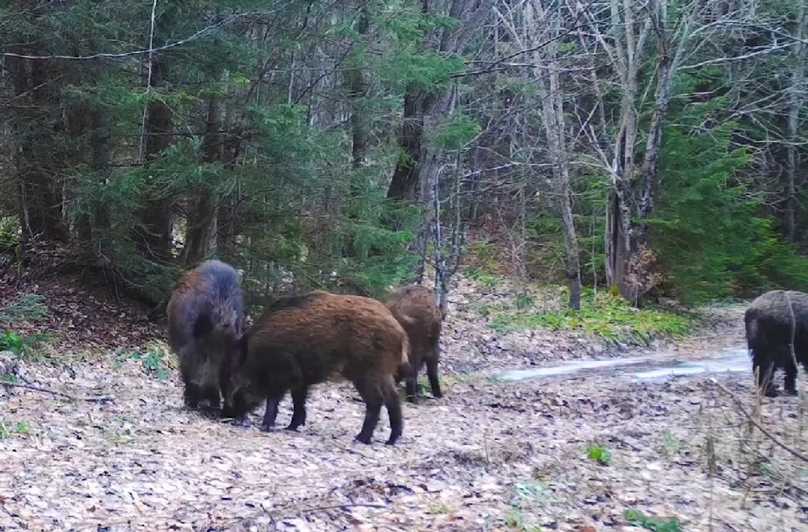 Mistreți la joacă. Captură video Parcul Natural Apuseni