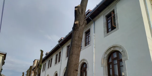 copaci schiloditi