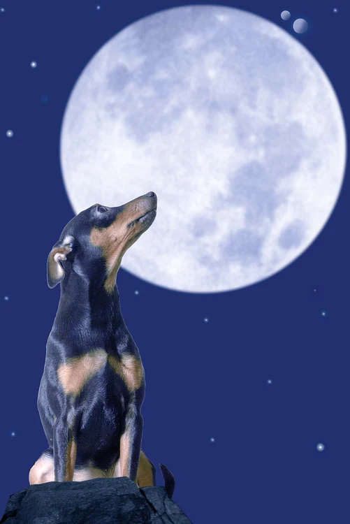 Firma americană Celestis susţine că ia comenzi din orice ţară din lumeFoto: shutterstock