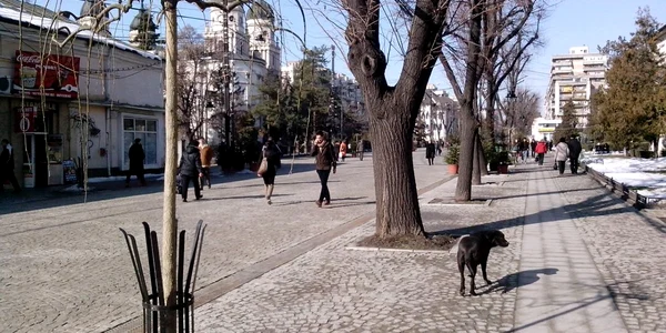 Salcam japonez