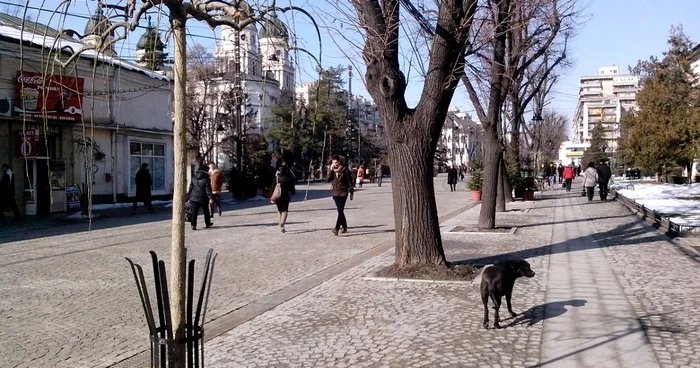 Salcâmul japonez (în prim-plan) şi teii încă rămaşi pe bulevardul Ştefan cel Mare din Iaşi, cu câteva zile înainte de masacrul fnal FOTO Cezar Pădurariu