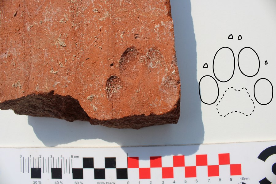Amprenta unui câine care a trăit acum aproape 2.000 de ani, descoperită de arheologi pe o cărămidă din Alba Iulia