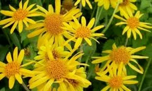 arnica o planta miraculoasa pentru organism jpg jpeg