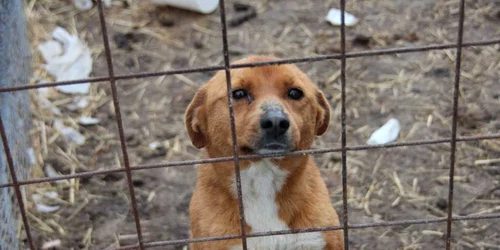 Câini selectaţi pentru a fi daţi spre adopţie în Germania 