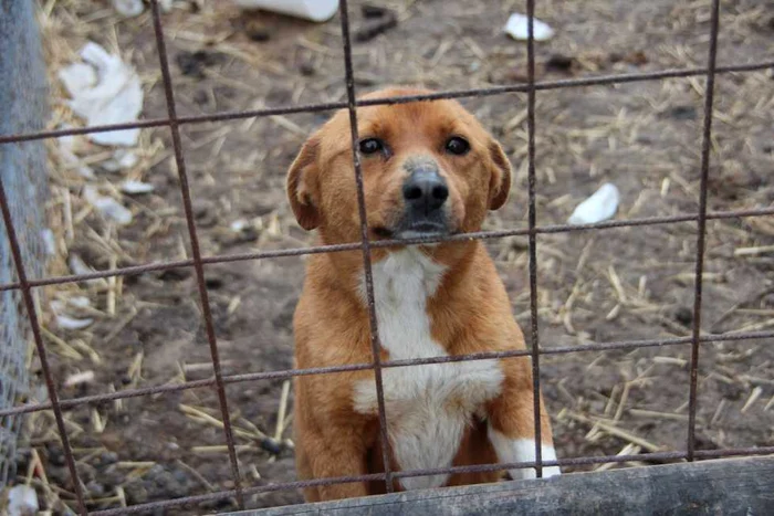 Câini selectaţi pentru a fi daţi spre adopţie în Germania
