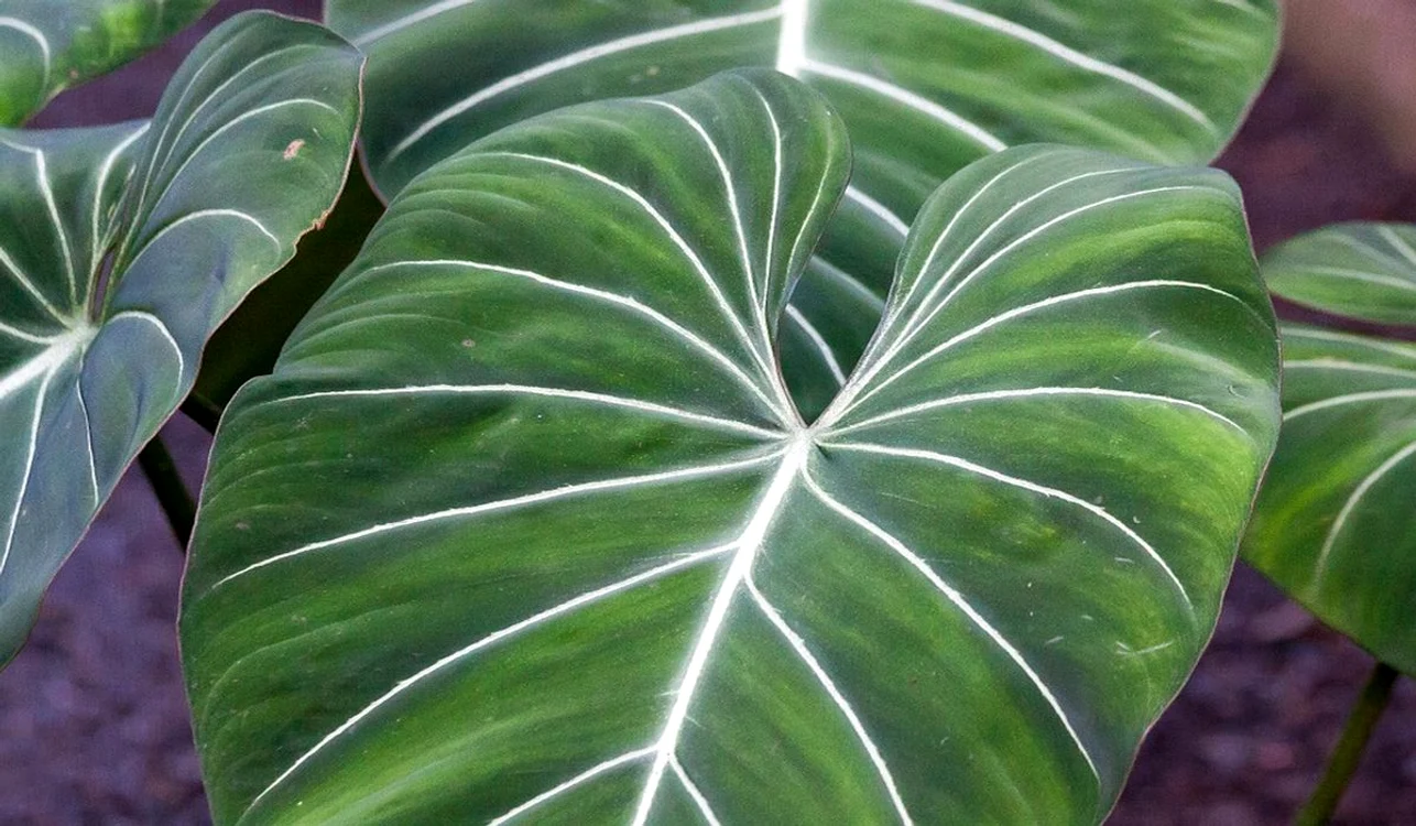 philodendron gloriosum 573531 960 720 jpg jpeg