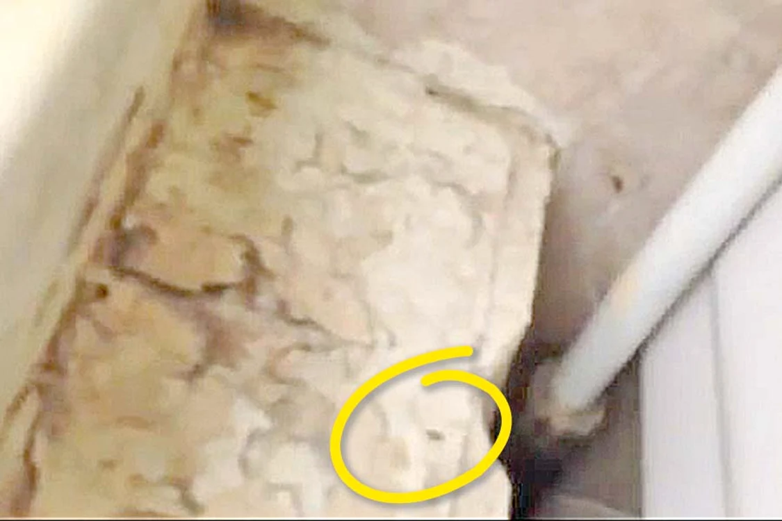 Insectele mişună  în voie printre  paturile micilor  pacienţi şi pe pereţi