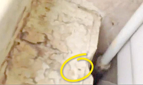 Insectele mişună  în voie printre  paturile micilor  pacienţi şi pe pereţi jpeg