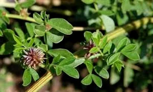 lemnul dulce sanatate bzi ro  0 jpeg