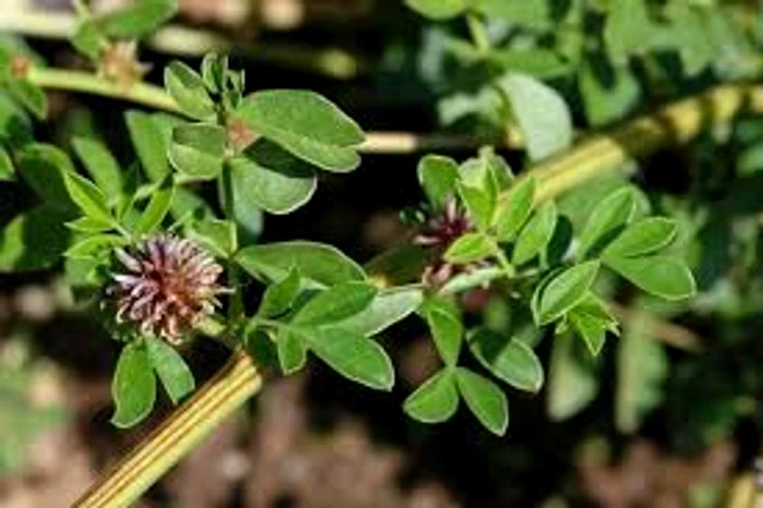 Lemnul dulce este un remediu care cicatrizeazăcu succes ulcerele gastrice Sursa foto:sănătate bzi