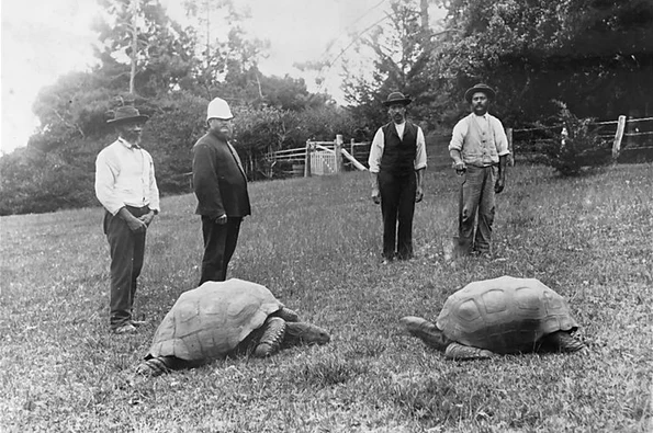 Jonathan and another tortoise, St Helena jpg