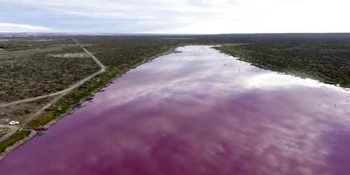 Au colorat laguna Trelew din Argentina in roz pentru a conserva creveţii. FOTO EPA-EFE