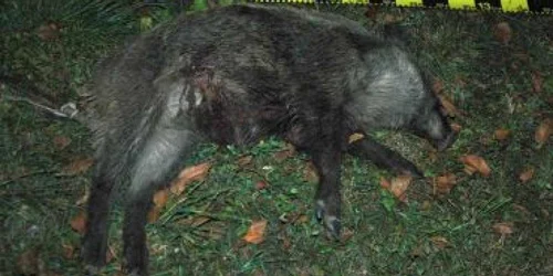 Neamţ: Alertă de braconaj- Revista presei locale