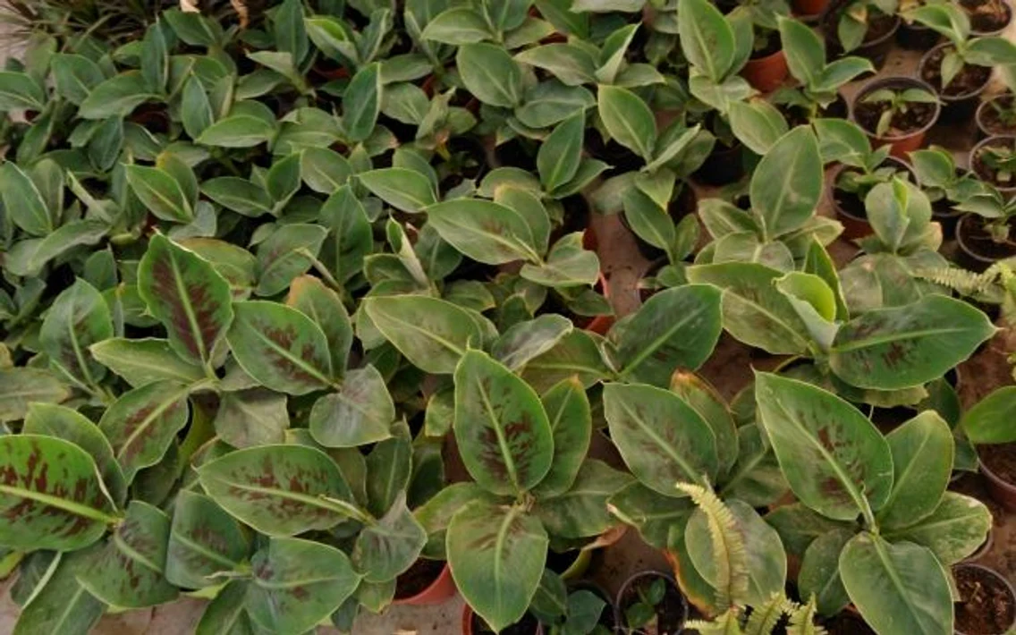 fermierul care produce fructe exotice