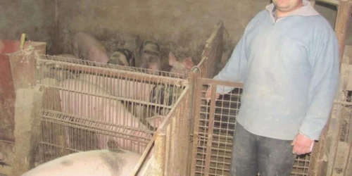Petru Pop are 25 de porci, in gospodaria sa de la Orlat