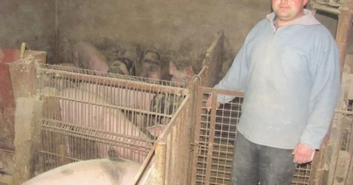 Petru Pop are 25 de porci, in gospodaria sa de la Orlat