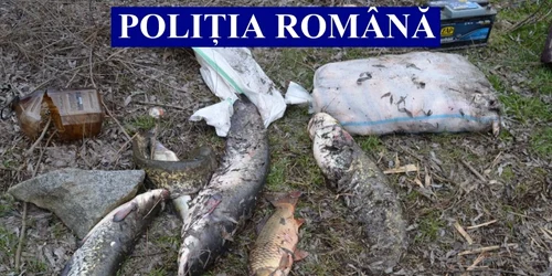 slobozia pestele a fost confiscat foto ipj ialomita