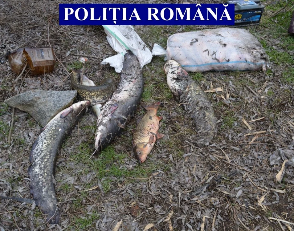 Sacii cu peşte au fost confiscaţi FOTO IPJ Ialomiţa