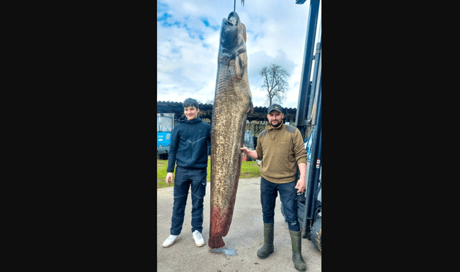 Somn uriaș de 109 kilograme, prins de un pescar din Austria: „Ce submarine înoată acum în Lacul Constanța!”