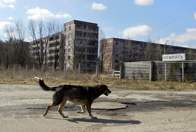 Câine la Cernobîl FOTO Profimedia 