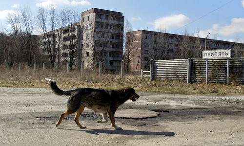 Câine la Cernobîl FOTO Profimedia 