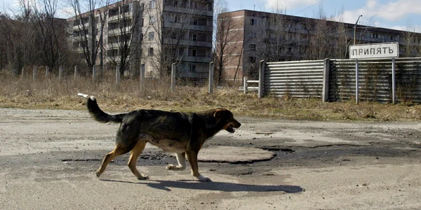 Câine la Cernobîl FOTO Profimedia 