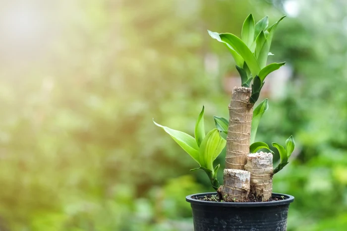 Dracaena fragans Foto Shuttersotck