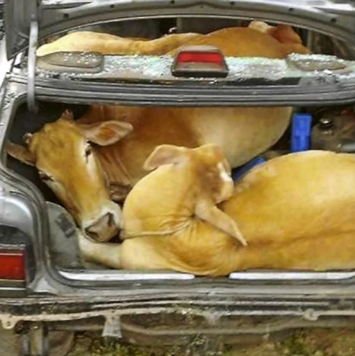 Hoţii au înghesuit cu greu vacile în maşină (Foto: Guliver/SplashNews)