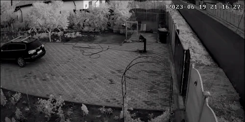 Priviți câinii cum se sperie de explozia puternica care s a auzit în Buzău si Brăila mp4 thumbnail png