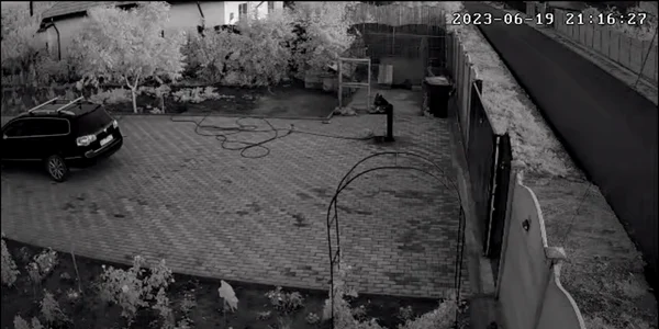 Priviți câinii cum se sperie de explozia puternica care s a auzit în Buzău si Brăila mp4 thumbnail png