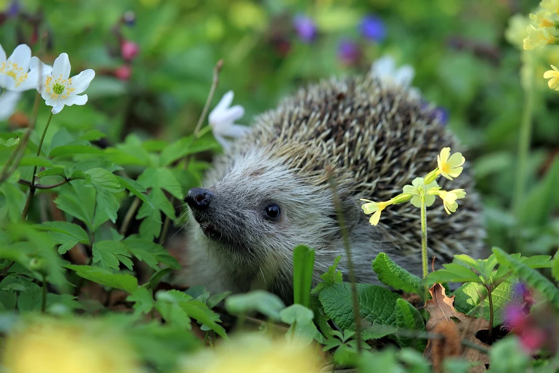 Cum au ajuns aceste mamifere adorabile să fie asociate cu vrăjitoria / foto: Pixabay