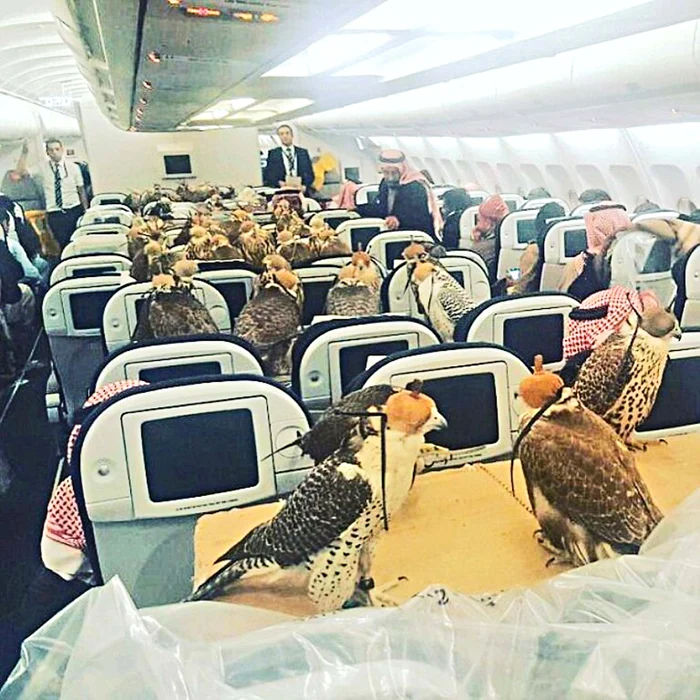 Fiecare şoim a avut locul său în aeronavă