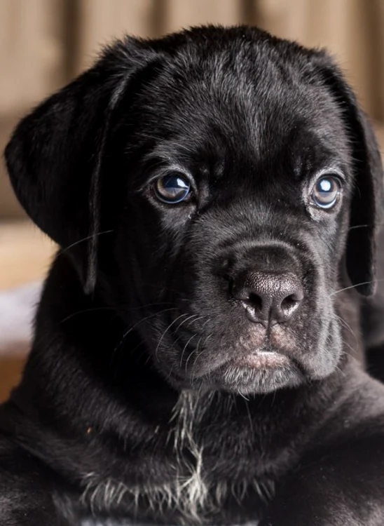 Cățelușii vor fi dăruiți prietenilor