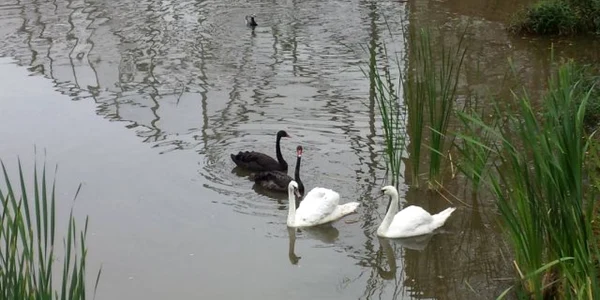 zoo brasov