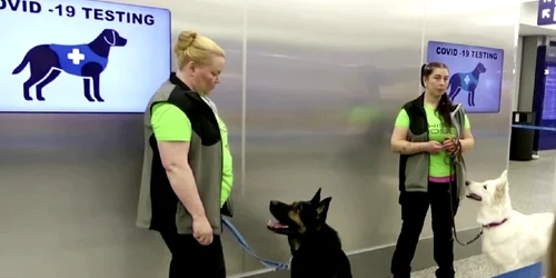 caini dresati sa identifice covid 19