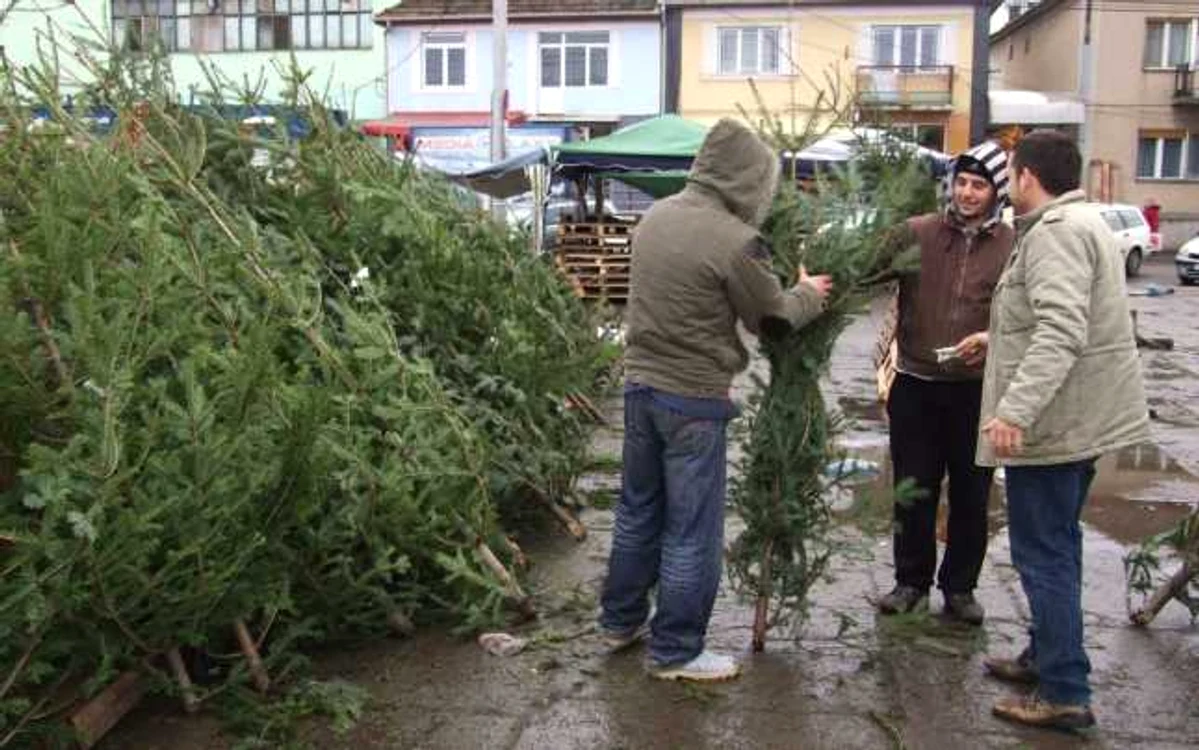  În această dimineaţă brazii s-au vândut foarte bine