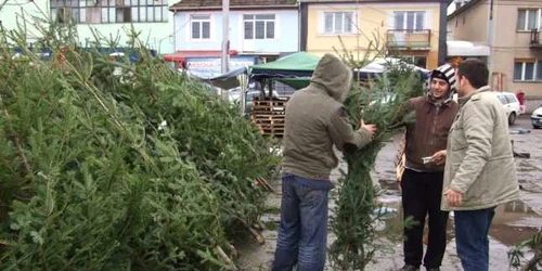  În această dimineaţă brazii s-au vândut foarte bine