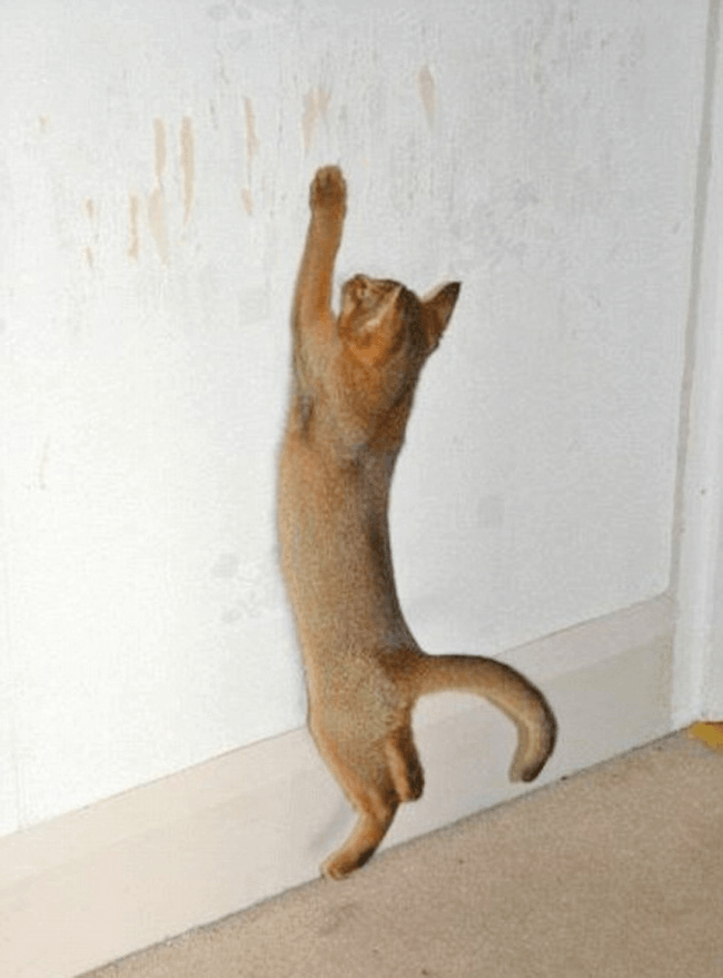 Content image