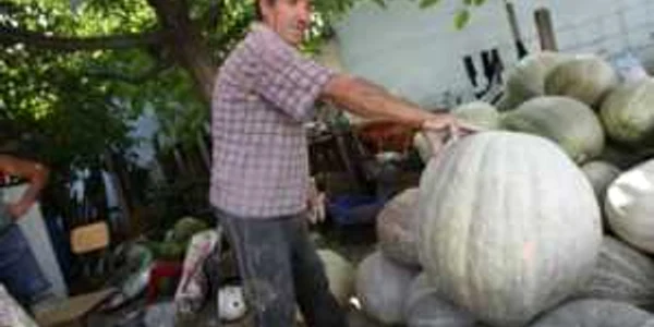 Craiova: Record de Dăbuleni: un dovleac a crescut într-un an cât alţii în şapte