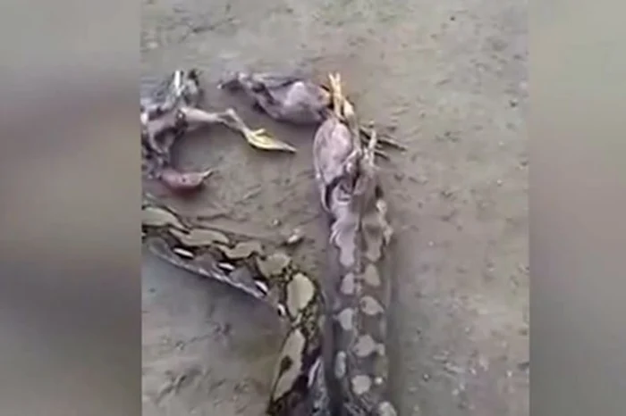 
    După ce șarpele a gustat prima pasăre, și-a dat seama că trebuie să le mănânce pe toatefoto: mirror.co.uk  