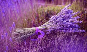 lavanda jpeg