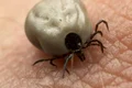 Niciunul dintre pacienţii înţepaţi de căpuşe nu au avut nevoie de internare. Foto: Arhivă