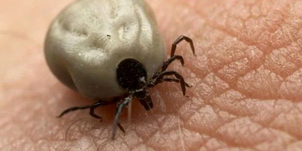 Niciunul dintre pacienţii înţepaţi de căpuşe nu au avut nevoie de internare. Foto: Arhivă