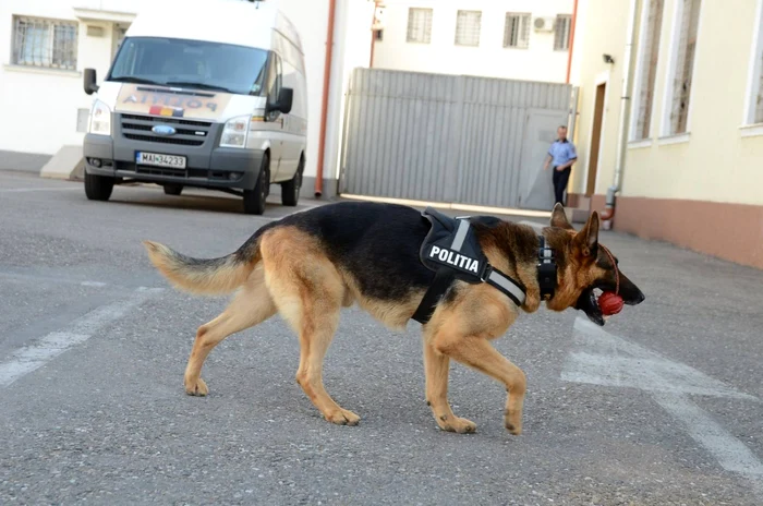 Gom, vedeta Politiei Bihor