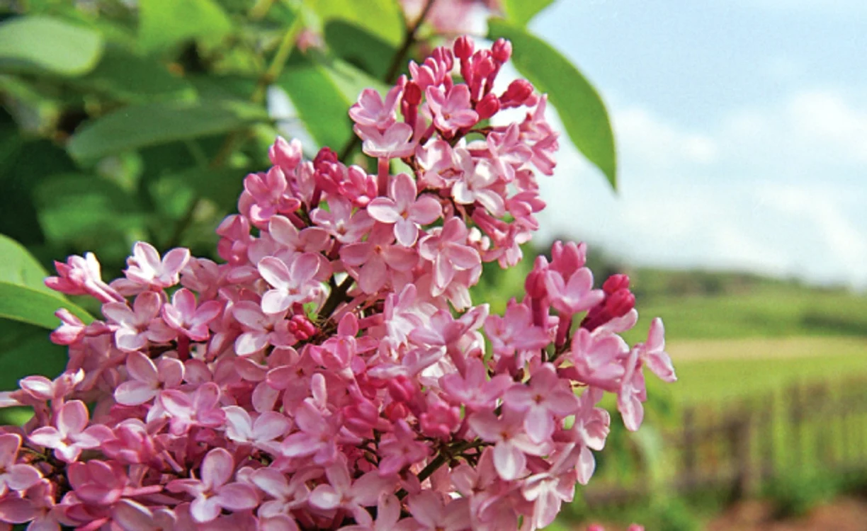 
    Infuzia de liliac este indicată şi în caz de tuse  