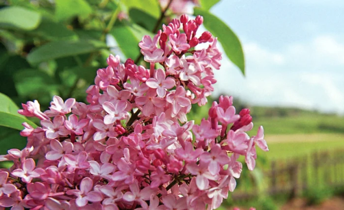 
    Infuzia de liliac este indicată şi în caz de tuse  