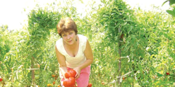 Într-o grădină din Severin cresc roşii-gigant